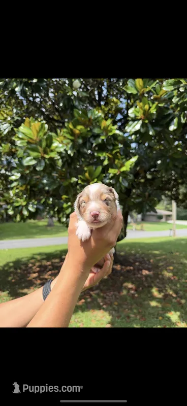 M2 – Australian Shepherd puppy for sale in Dalton, GA