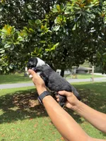 M3, a male Australian Shepherd for sale in Dalton, GA – 2 of 4