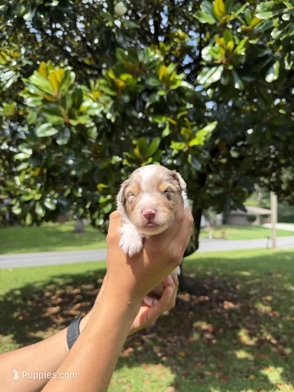M2 – Australian Shepherd puppy for sale in Dalton, GA