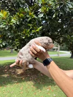 M4, a male Australian Shepherd for sale in Dalton, GA – 4 of 4