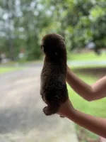 M1, a male Australian Shepherd for sale in Dalton, GA – Photo 5 of 6