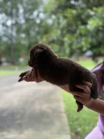 M1, a male Australian Shepherd for sale in Dalton, GA – Photo 6 of 6