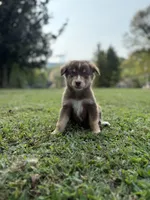 M1, a male Australian Shepherd for sale in Dalton, GA – Photo 2 of 6