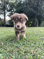 M1, a male Australian Shepherd for sale in Dalton, GA – Photo 4 of 6