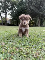 M1, a male Australian Shepherd for sale in Dalton, GA – Photo 3 of 6