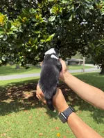 M3, a male Australian Shepherd for sale in Dalton, GA – 4 of 4