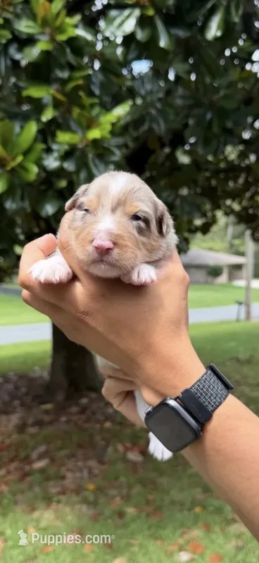 M4 – Australian Shepherd puppy for sale in Dalton, GA