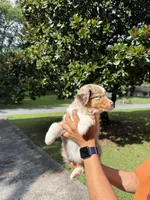M2, a male Australian Shepherd for sale in Dalton, GA – 4 of 4