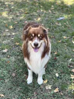 Girl A, a female Australian Shepherd for sale in Dalton, GA – Photo 6 of 7