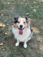 Girl A, a female Australian Shepherd for sale in Dalton, GA – Photo 5 of 7