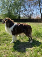 Girl A, a female Australian Shepherd for sale in Dalton, GA – Photo 7 of 7