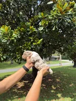 M2, a male Australian Shepherd for sale in Dalton, GA – 4 of 4