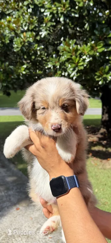 M2 – Australian Shepherd puppy for sale in Dalton, GA