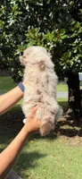 F1, a female Australian Shepherd for sale in Dalton, GA – 4 of 6