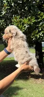 F1, a female Australian Shepherd for sale in Dalton, GA – 3 of 6