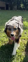 F1, a female Australian Shepherd for sale in Dalton, GA – 6 of 6