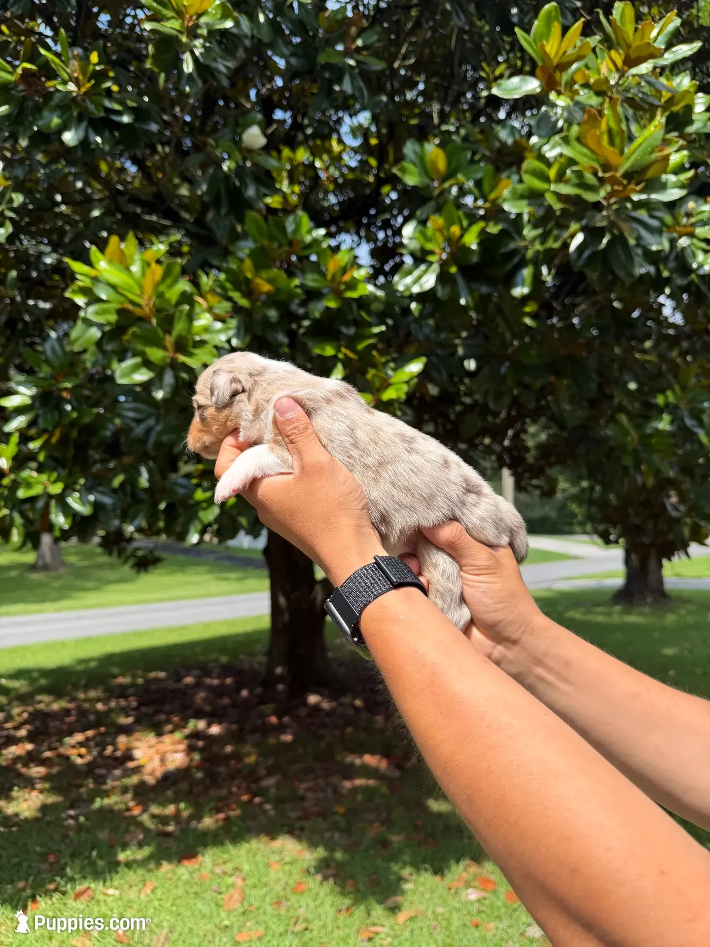 F1, a female Australian Shepherd for sale in Dalton, GA – 3 of 4