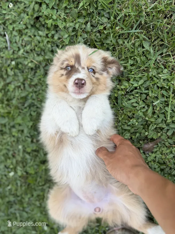 F1 – Australian Shepherd puppy for sale in Dalton, GA