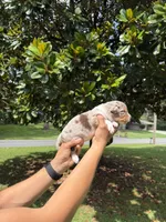 M2, a male Australian Shepherd for sale in Dalton, GA – 3 of 4