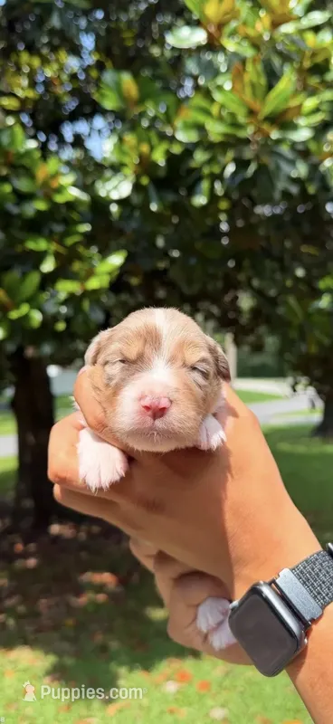 F1 – Australian Shepherd puppy for sale in Dalton, GA