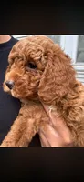 Yellow , a male Poodle - Miniature  for sale in Indian Orchard, MA – Photo 5 of 6