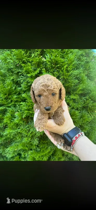 Yellow  – Poodle - Miniature  puppy for sale in Indian Orchard, MA