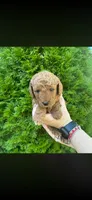 Yellow , a male Poodle - Miniature  for sale in Indian Orchard, MA – Photo 1 of 6