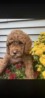 Yellow , a male Poodle - Miniature  for sale in Indian Orchard, MA – Photo 6 of 6