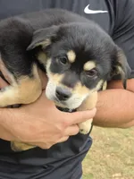 Roxie, a female Border Collie and Alaskan Husky for sale in Manchester, KY – Photo 1 of 4