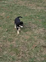 Roxie, a female Border Collie and Alaskan Husky for sale in Manchester, KY – Photo 3 of 4