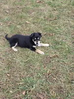 Roxie, a female Border Collie and Alaskan Husky for sale in Manchester, KY – Photo 4 of 4