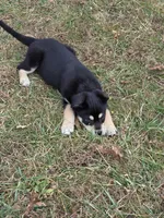 Roxie, a female Border Collie and Alaskan Husky for sale in Manchester, KY – Photo 2 of 4