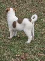 Stella, a female Border Collie and Alaskan Husky for sale in Manchester, KY – Photo 4 of 7