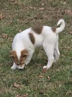 Stella, a female Border Collie and Alaskan Husky for sale in Manchester, KY – Photo 2 of 7