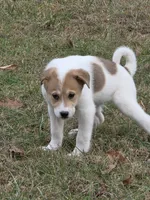 Stella, a female Border Collie and Alaskan Husky for sale in Manchester, KY – Photo 1 of 7