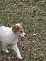 Stella, a female Border Collie and Alaskan Husky for sale in Manchester, KY – Photo 5 of 7