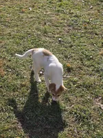 Stella, a female Border Collie and Alaskan Husky for sale in Manchester, KY – Photo 6 of 7