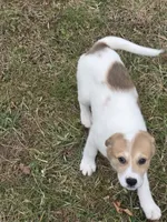 Stella, a female Border Collie and Alaskan Husky for sale in Manchester, KY – Photo 3 of 7