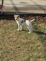 Stella, a female Border Collie and Alaskan Husky for sale in Manchester, KY – Photo 7 of 7