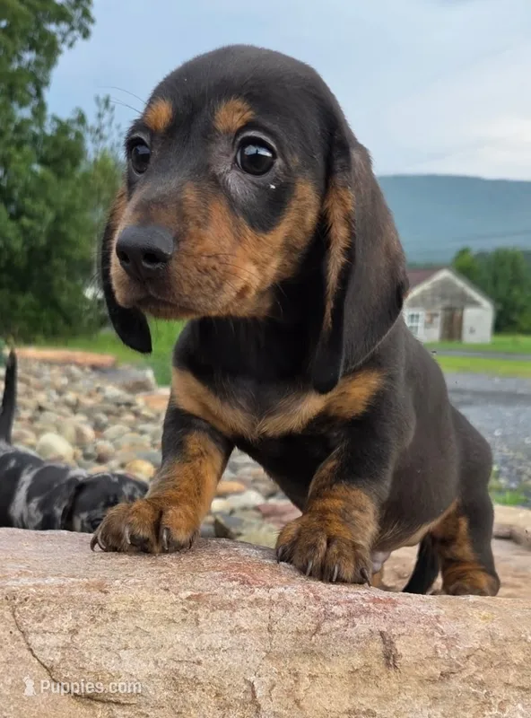 AKC JOHNNY – Miniature Dachshund puppy for sale in Richfield, PA