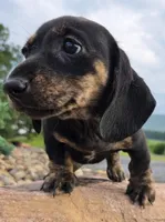 AKC JESSIE, a female Miniature Dachshund for sale in Richfield, PA – 4 of 4