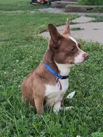 AKC Shirley, a female Chihuahua for sale in Richfield, PA – 3 of 5