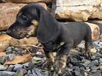 AKC JESSIE, a female Miniature Dachshund for sale in Richfield, PA – 1 of 4