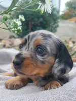 AKC Kipper, a male Miniature Dachshund for sale in Richfield, PA – 3 of 7