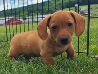 AKC Ishmael, a male Miniature Dachshund for sale in Richfield, PA – 3 of 5