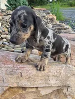AKC JAZZ, a female Miniature Dachshund for sale in Richfield, PA – 5 of 5
