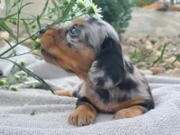AKC Kipper, a male Miniature Dachshund for sale in Richfield, PA – 4 of 7