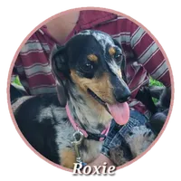 AKC Kasper, a male Miniature Dachshund for sale in Richfield, PA – 4 of 4