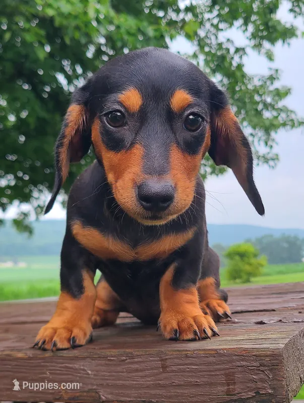 AKC Izzie – Miniature Dachshund puppy for sale in Richfield, PA