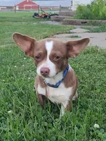 AKC Shirley, a female Chihuahua for sale in Richfield, PA – 1 of 5